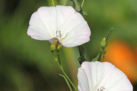 牵牛花长虫子怎么处理