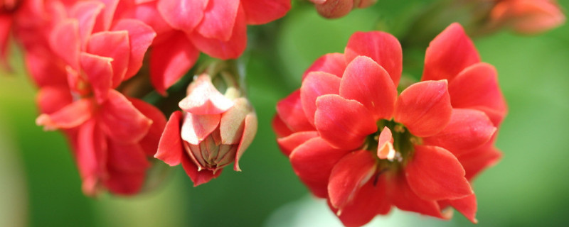 迎春花和长寿花是一个品种吗 迎春花与长寿花的区别