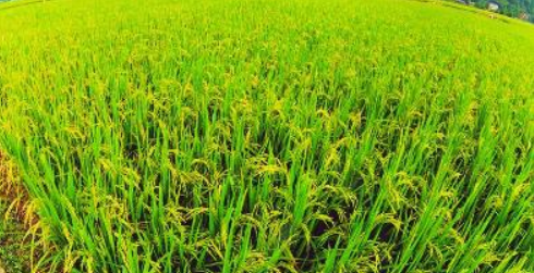 100亩水稻能赚16万吗（1000亩水稻能赚多少钱）