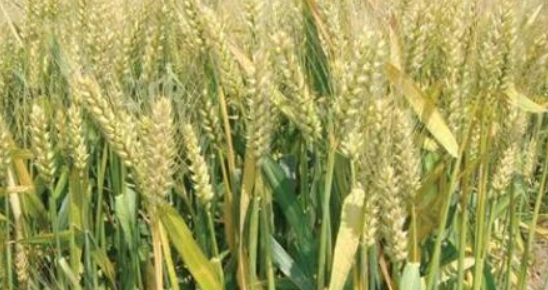 一亩地能收多少小麦（一亩地能收多少小麦?）