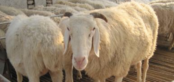 羊养殖利润分析 养羊利润率