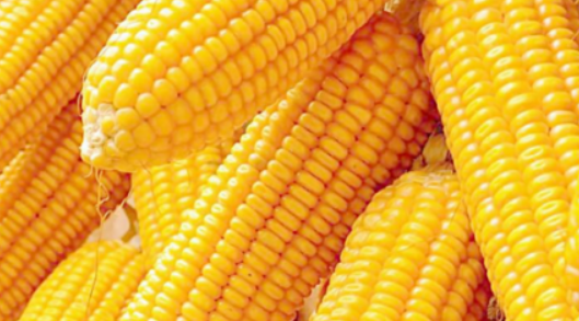 玉米产量每亩多少斤（美国玉米产量每亩多少斤）