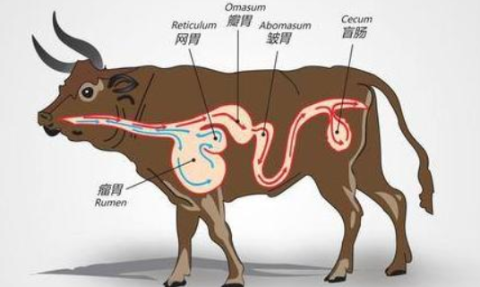 牛的四个胃分别叫什么名字（牛的四个胃的名称）