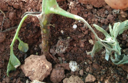 茄子茎基腐病防治技术 茄子茎基腐病防治技术视频