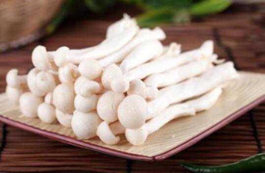 海鲜菇的功效与作用及禁忌