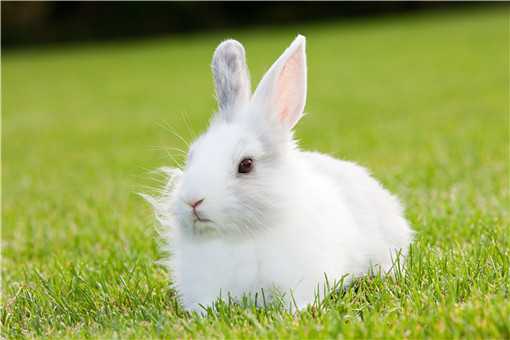50只母兔一年的利润是多少（养一百只母兔一年利润）