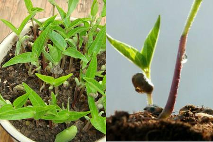 绿豆怎么种小盆栽 绿豆怎么种小盆栽四天发芽