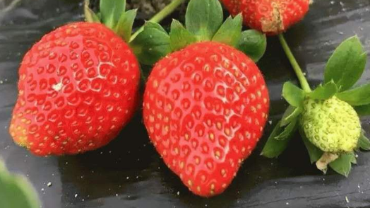 草莓品种大全（草莓品种大全及照片和名字）