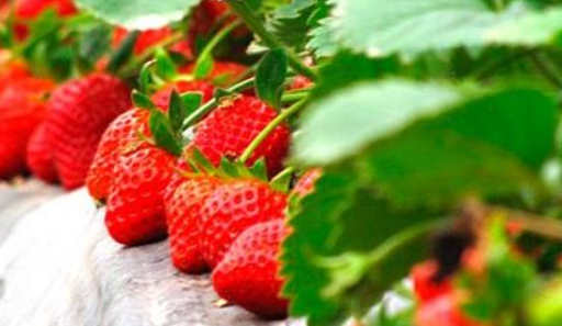 草莓的种植过程（草莓的种植过程绘画）
