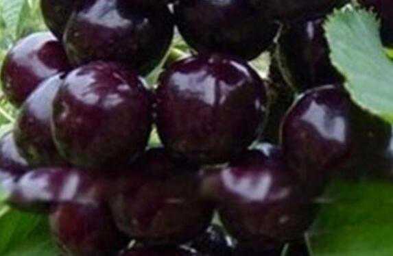黑樱桃素的功效与作用 黑樱桃的营养价值与食用功效
