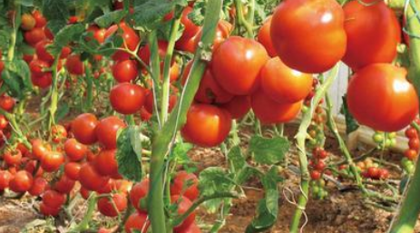 西红柿露地种植技术 西红柿露地种植技术要点
