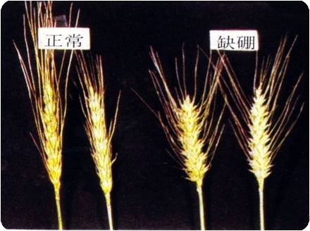 小麦缺硼防治方法（小麦缺硼防治方法有哪些）