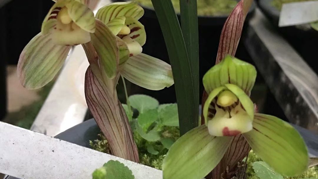 绿云兰花的种植技术（绿云兰花的养殖方法）