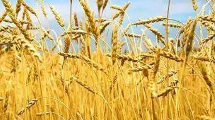 小麦品种介绍 郑麦136小麦品种介绍
