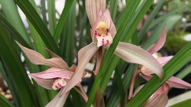 蕙兰花花会开多长时间 蕙兰花能开多久