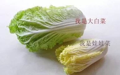 娃娃菜和大白菜的区别（娃娃菜和大白菜的区别图片）