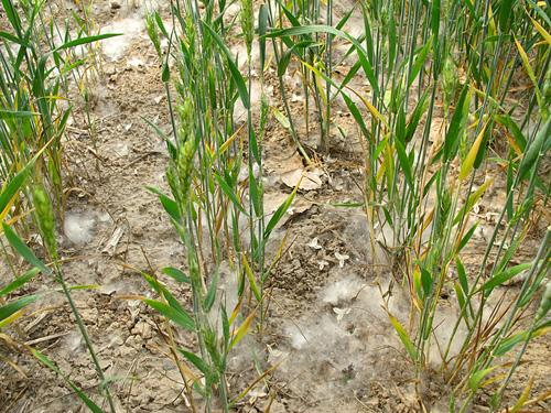 小麦干旱防治方法 小麦的病害及防治办法