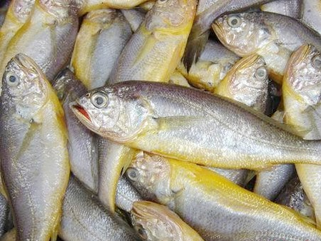 黄花鱼的营养价值，吃黄花鱼的好处 黄花鱼的作用和营养价值