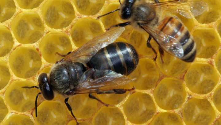 无刺蜂蜜的治疗作用 无刺蜂蜜的功效