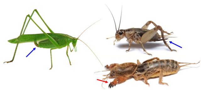 蚱蜢和蚂蚱的区别（蚱蜢和蚂蚱的区别图片 叫声）