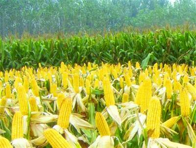 玉米亩产量有多少（玉米亩产量有多少斤）
