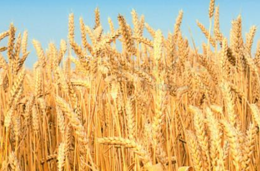 小麦的种植方法 麦子种植