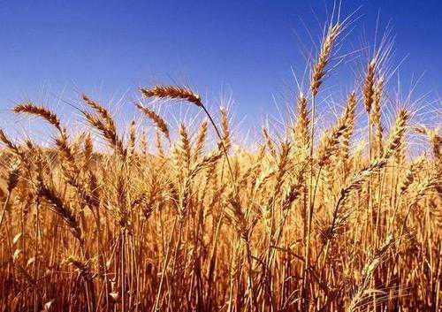小麦亩产量多少斤（万麦一号小麦亩产量多少斤）
