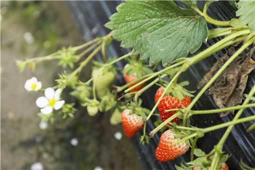 牛奶草莓苗价格是多少 牛奶草莓苗多少钱一颗
