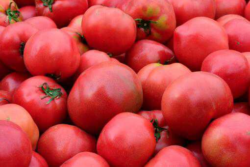 西红柿有哪些种类