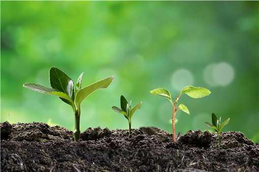 有机肥是什么 有机肥是什么肥料怎么使用