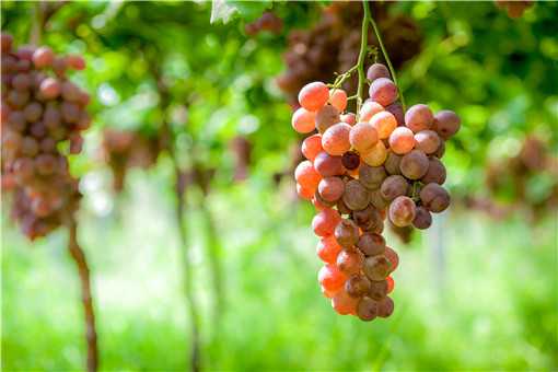 葡萄常见的病害有哪些 葡萄常见的病害有哪些?