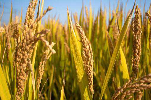 超级稻亩产多少？2020年有哪些品种？农业农村部的确认品种通知来