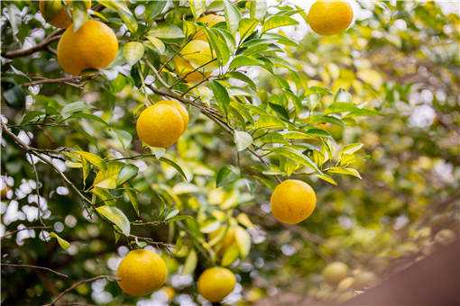 5月柑橘保果方法有哪些 柑橘4月管理要点:保果关键