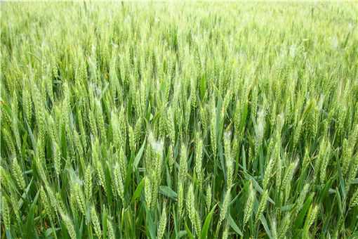 小麦生产后期管理如何进行 小麦后期管理技术要点