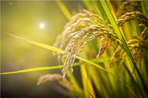 海水稻是转基因大米吗 海水稻是转基因的吗