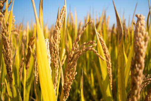 2020年湖南种植水稻补贴多少钱（湖南种水稻补贴标准）