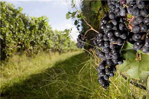 葡萄的功效与作用有哪些？食用葡萄有哪些注意事项？