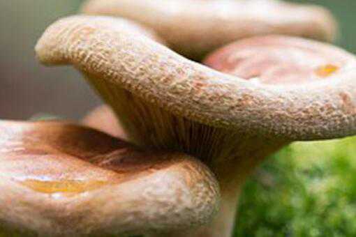 松树菌的保存方法有哪些 松树菌最佳保存方法