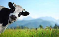 奶牛腹壁疝症状 犊牛脐疝的症状及图片