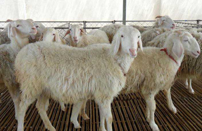 养羊引种前应该做好那些技术准备 养羊引种前应该做好那些技术准备工作