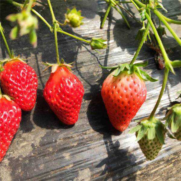草莓什么时候种植最好 家庭种植草莓什么时候种植最好