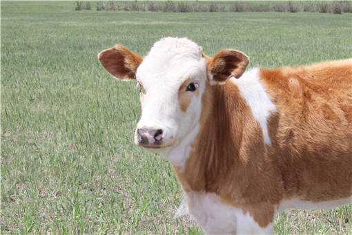 育肥牛饲料配方是什么 育肥牛饲料的配方