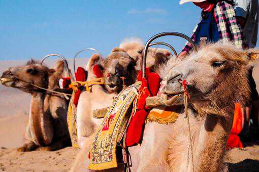 骆驼——摄图