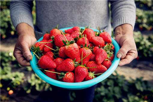 2020年个体户栽培高架草莓赚钱