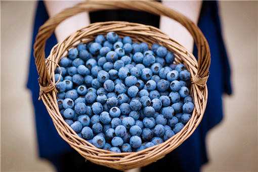 2020年种蓝莓一亩能挣多少钱（2020年种蓝莓一亩能挣多少钱呢）