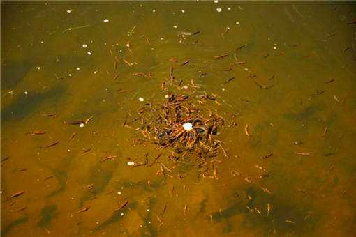新挖的鱼塘怎样处理消毒 新挖的鱼塘怎样处理消毒水