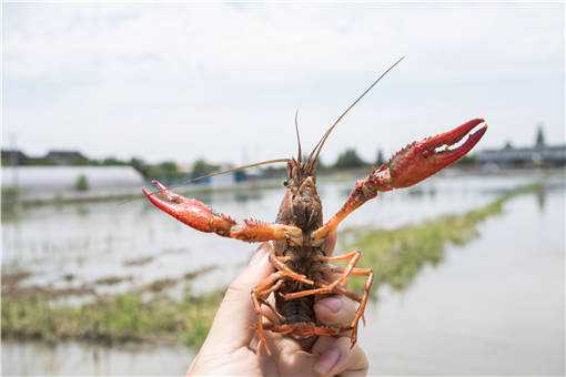 梅雨季小龙虾养殖管理方法有哪些（夏季养小龙虾养殖注意事项）
