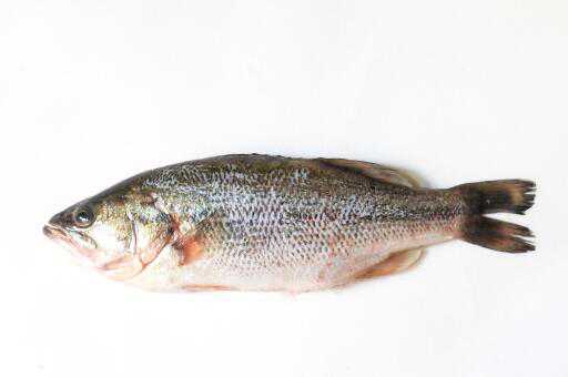 菜市场鲈鱼多少钱一斤 鲈鱼价格一斤多少钱