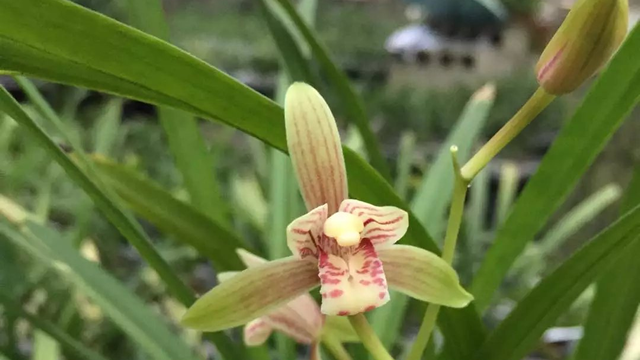 兰花开花时要注意什么 兰花开花的条件