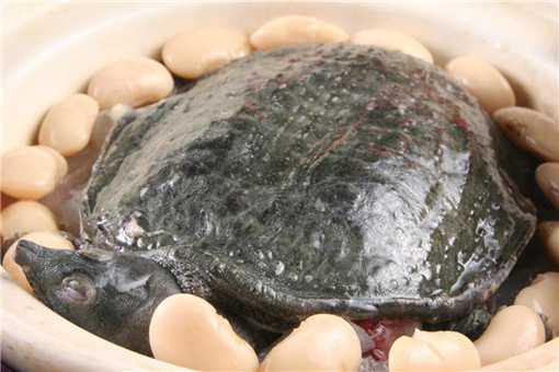 2020养殖的甲鱼能吃吗 家养甲鱼能吃吗